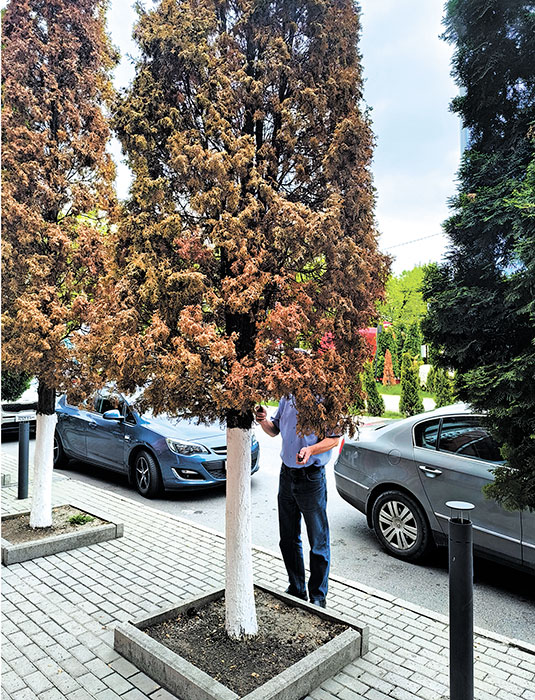 Придется рубить?