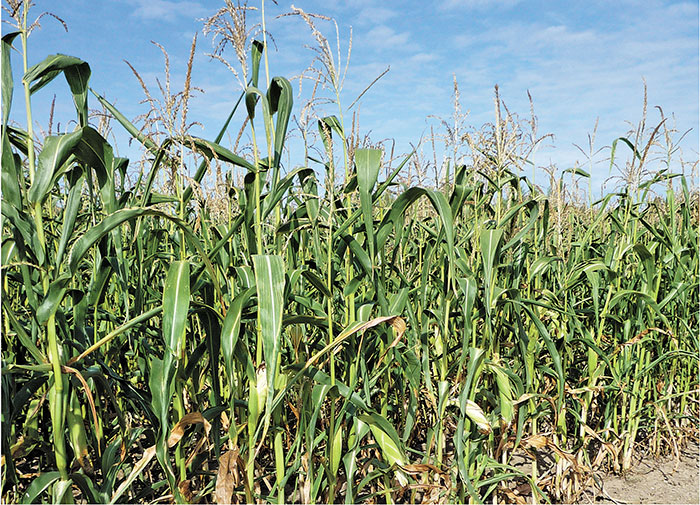 Початок под присмотром