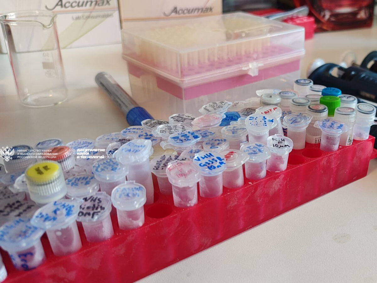 Новая комбинация. Антитела лам оказались эффективными против большинства штаммов COVID-19