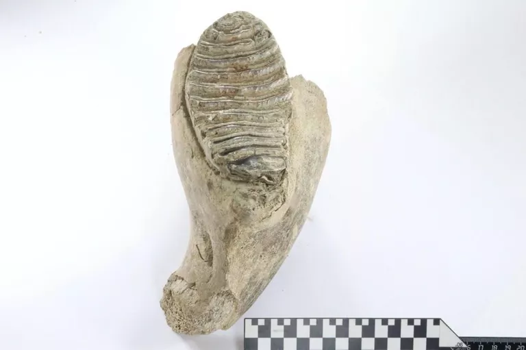 Сенсация на стройке. Рабочие наткнулись на зуб мамонта