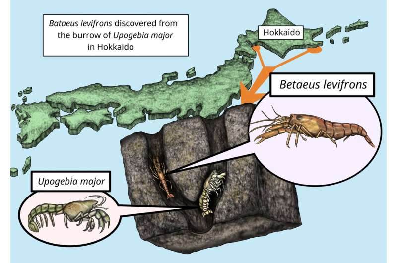 Незваные «соседи». Редкий вид креветок-альфеусов обнаружен в норах грязевых креветок