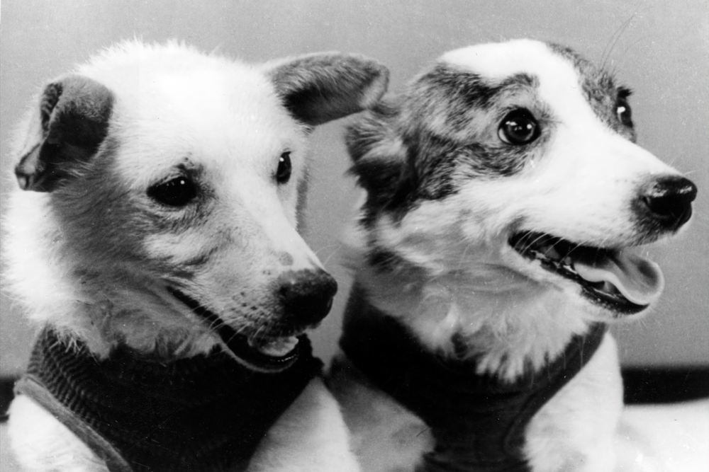 От Белки и Стрелки — к звездам: как два хвостатых космонавта изменили науку