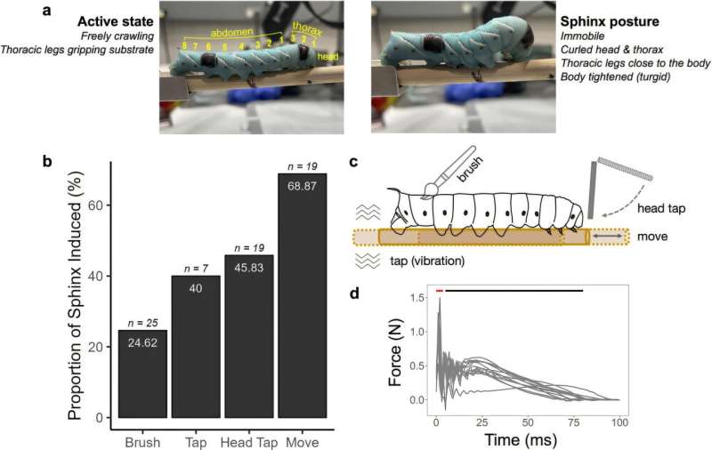 Метод гусениц. Ученые выяснили, как личинки табачного бражника управляют болью