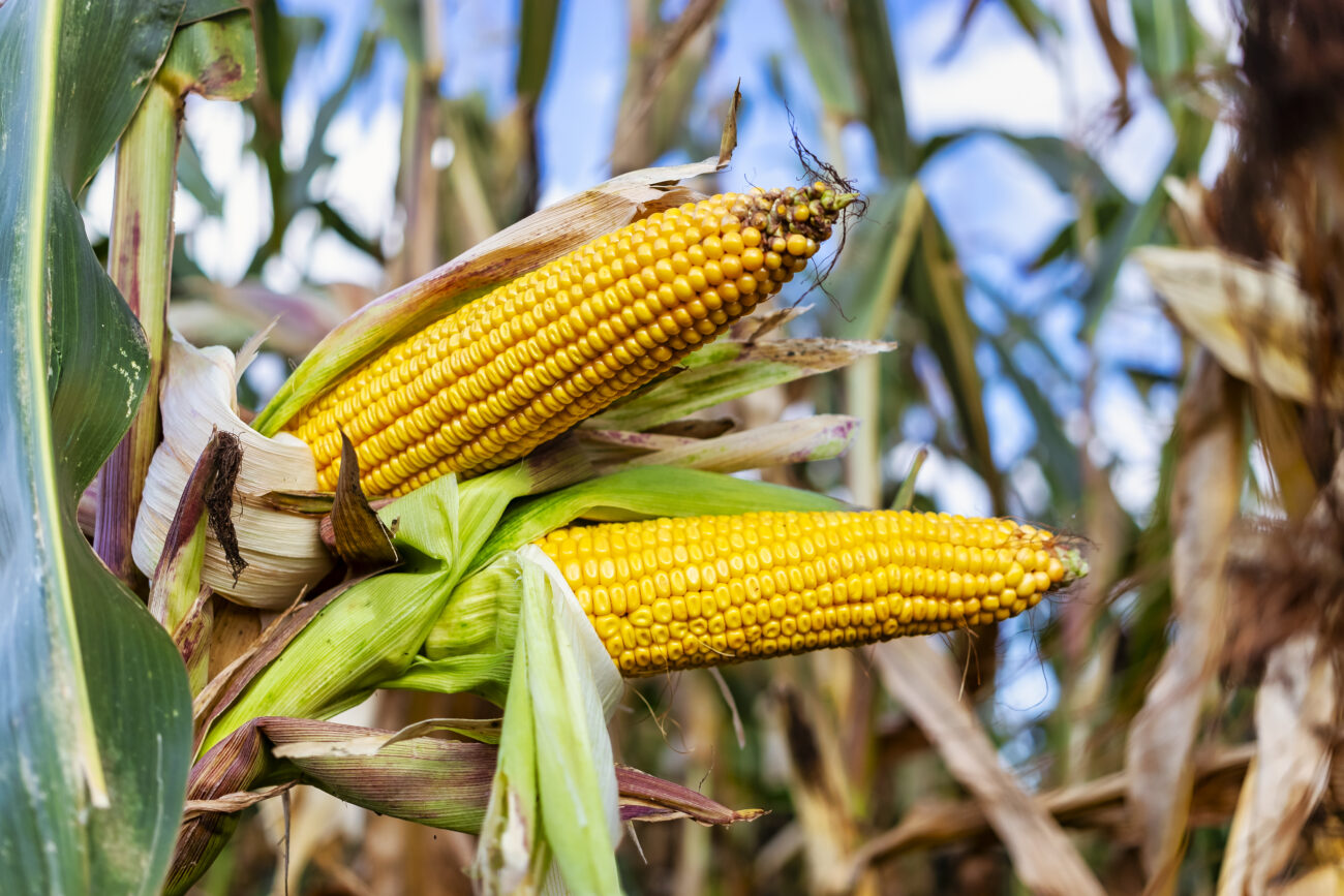 Два початка вместо одного. Гибриды кукурузы удивили урожайностью в экстремальных условиях.