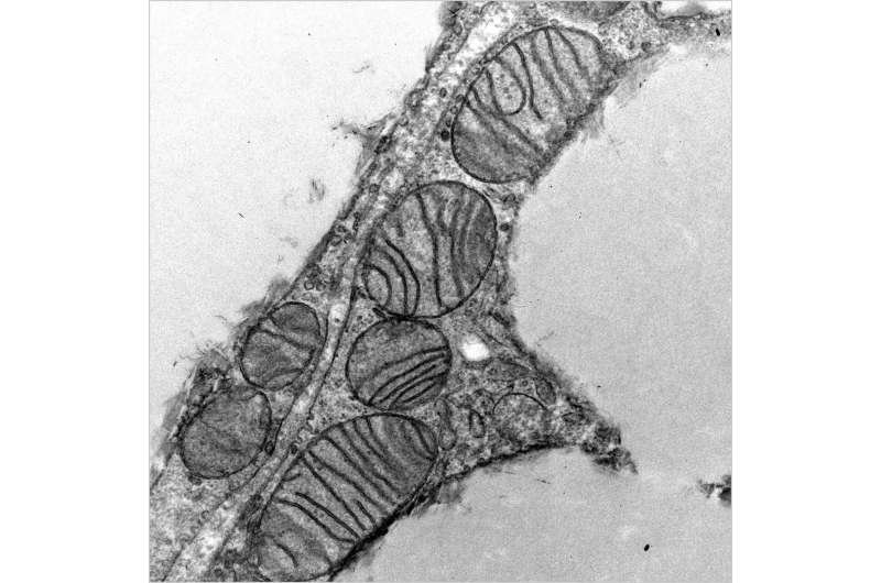 Открытие ученых: обнаружен новый микропротеин, который может изменить подход к похудению