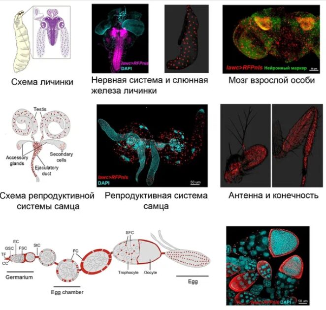 Некодирующие участки ДНК. Ученые описали механизм «рождения» новых генов у плодовых мушек