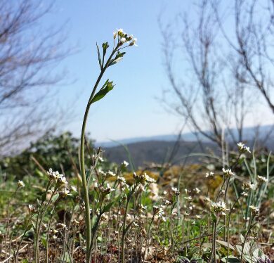 От семени до взрослого растения. Создан первый генетический атлас жизненного цикла представителей флоры