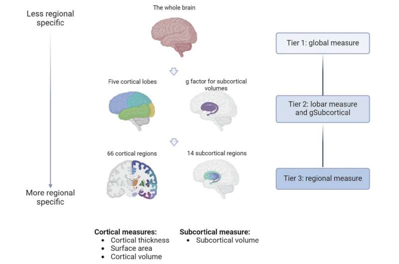 Генетический риск. Новое исследование: структура мозга связана с риском развития тяжелой депрессии