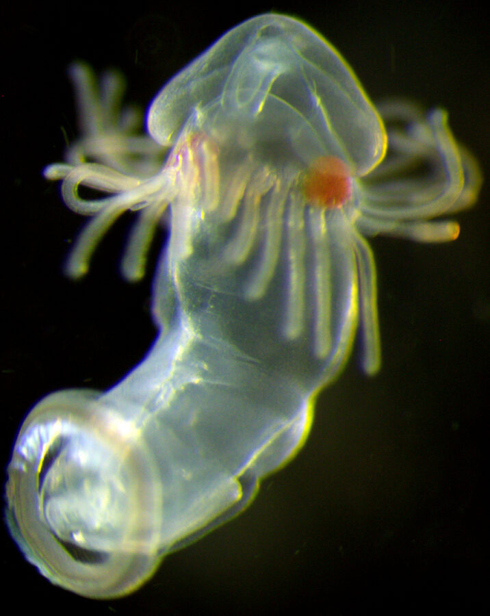 В щупальцах морских червей. Биолог МГУ раскрыла возможные пути эволюции