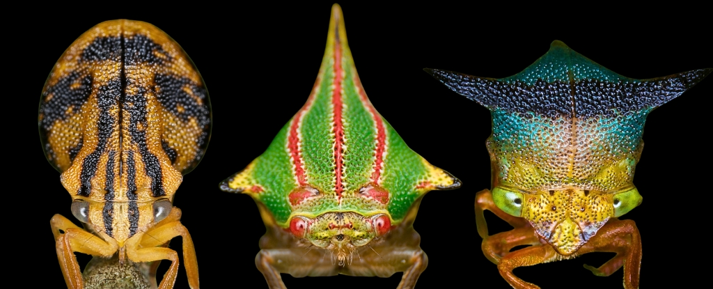 Витиеватые «украшения». Ученые выяснили, для чего на голове крошечных насекомых необычные выросты