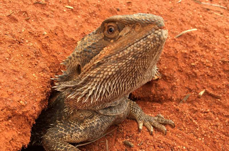 Необычный механизм. Пол бородатого дракона зависит не только от генетики, но и от температуры в гнезде