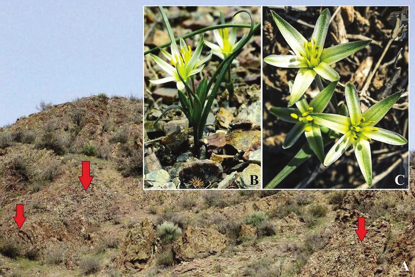 Гора Имам раскрыла тайну. В Ферганской долине открыли новый вид растения