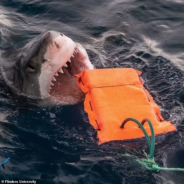 Потрясающая защита. Новый костюм выдержал укус гигантской акулы!