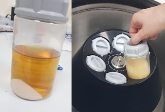 Генно-модифицированные штаммы дрожжей. С их помощью будет создаваться важный фермент для сыроварения