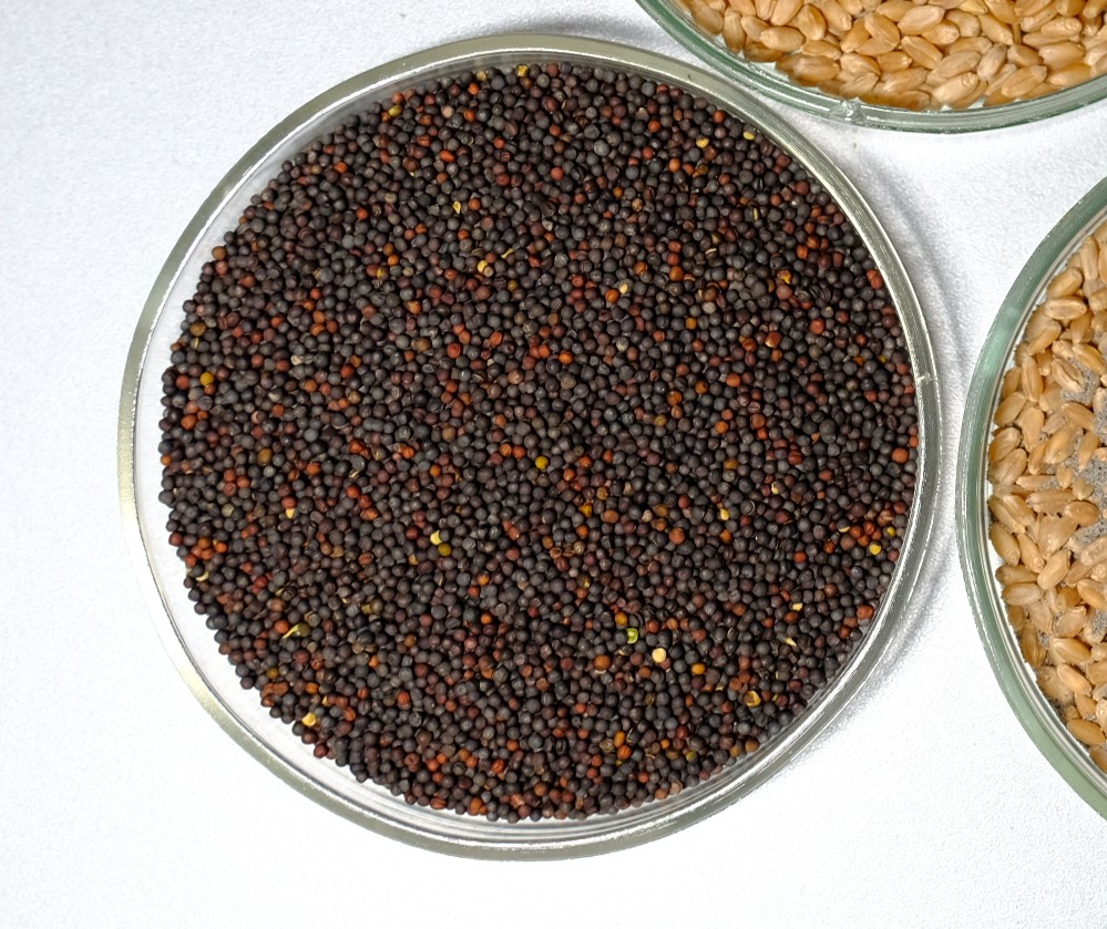 Новая технология. Ученые предложили использовать пищевую добавку для быстрой и бережной сушки рапса