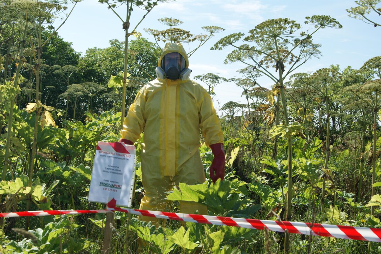 Борщевик Сосновского больше не страшен. Ученые испытали мощный гербицид