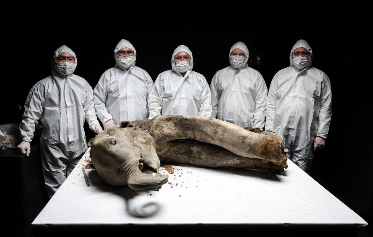 Тайна ледниковой эры. В ДНК мамонтов нашли бактерии-убийцы