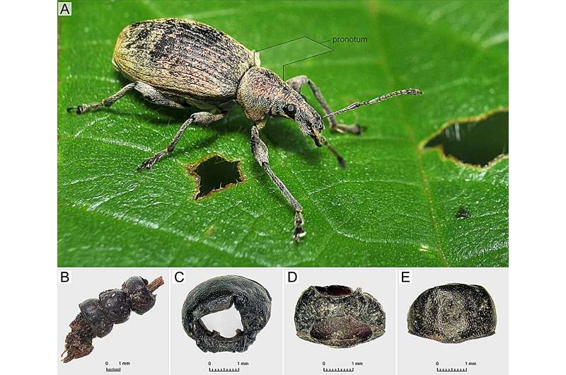 Ритуальное украшение. В древнем захоронении обнаружены сохранившиеся насекомые