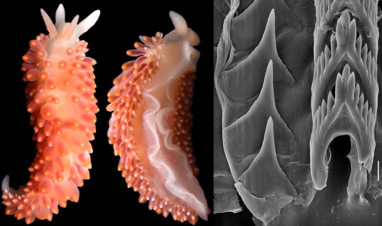 Курильская сенсация. Случайная находка переписала систематику моллюсков