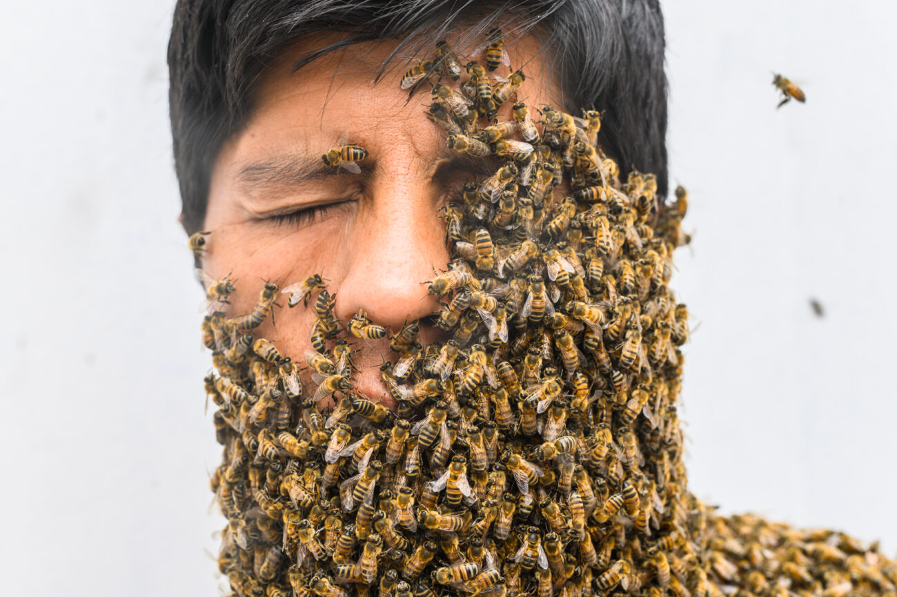 Пчёлы и люди. Генетика общительности оказалась древнее, чем думали