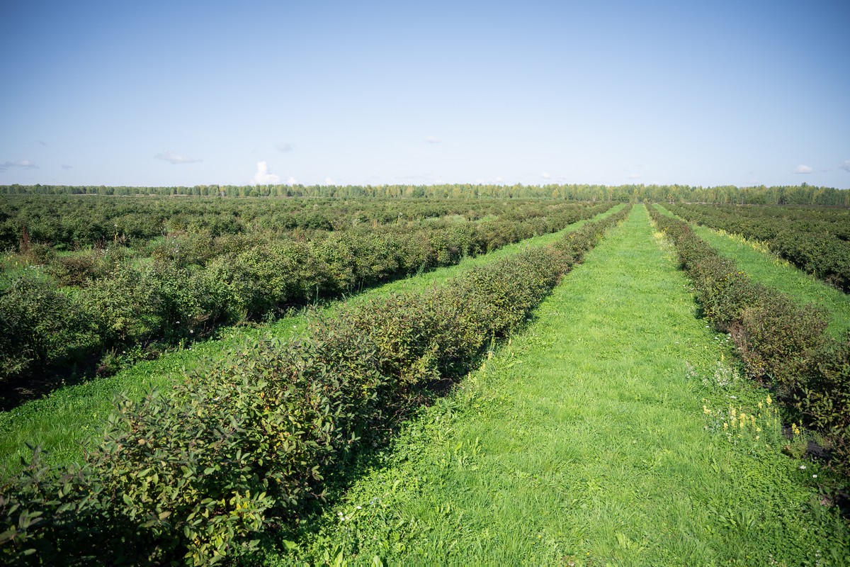 Из томских жимолости и смородины. В Сибири создают способы экстракции биологически активных веществ