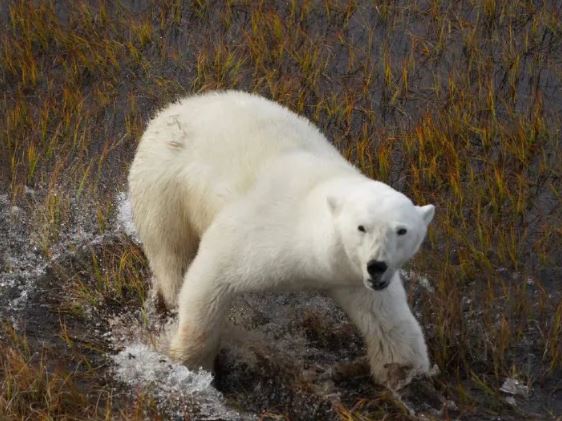 В рамках нацпроекта. В Арктике Якутии стартовала экспедиция по авиамониторингу белого медведя