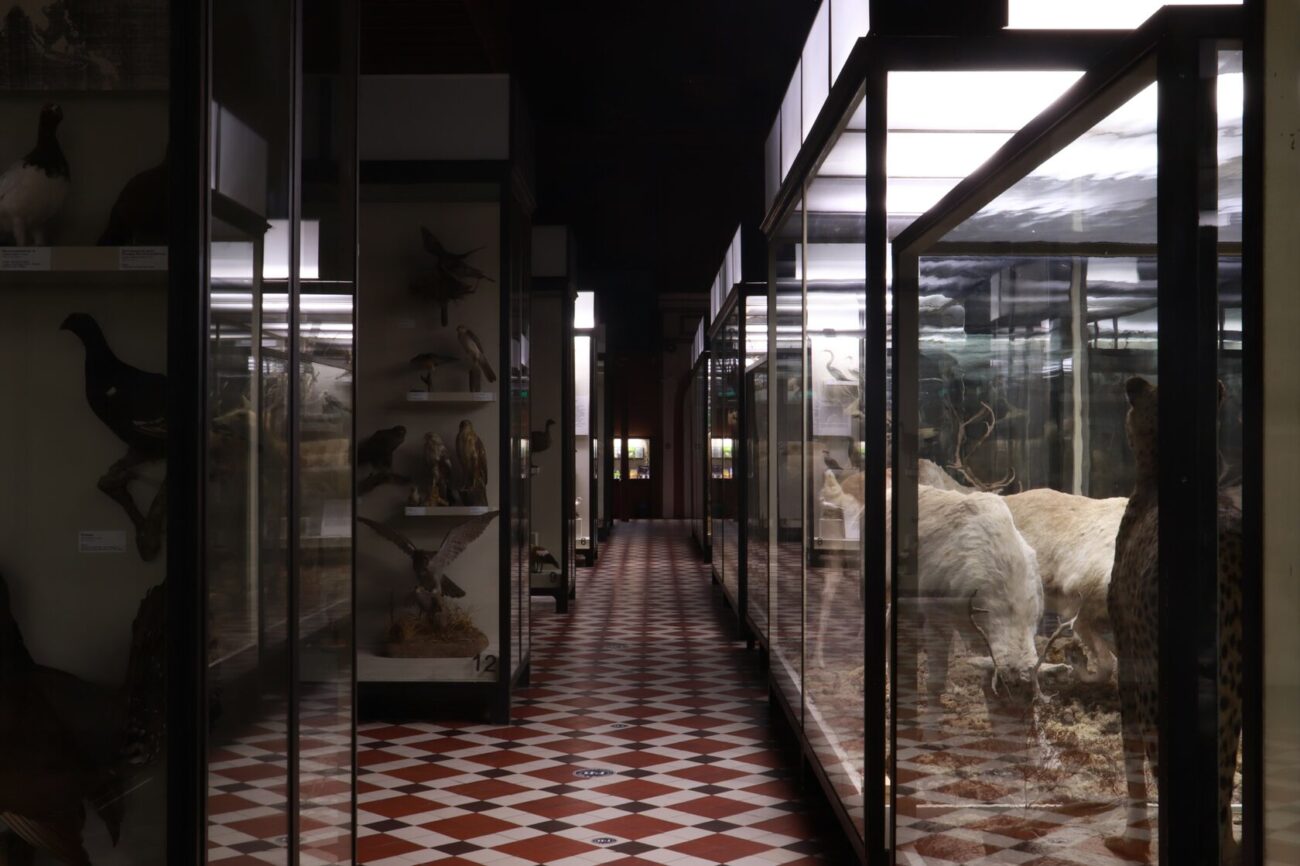 В Москве откроется музейная тропа — от космической пыли до рождения речи