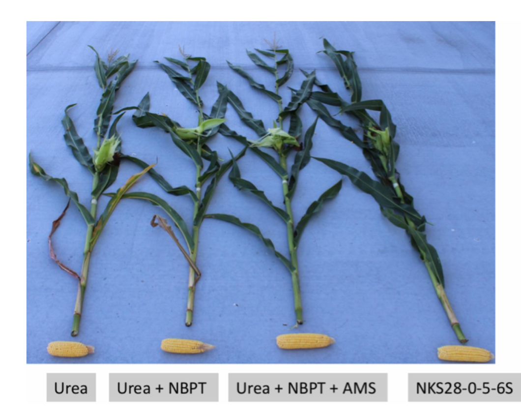 Сертификат эффективности. Новое удобрение, созданное в МГУ, признано на международном рынке