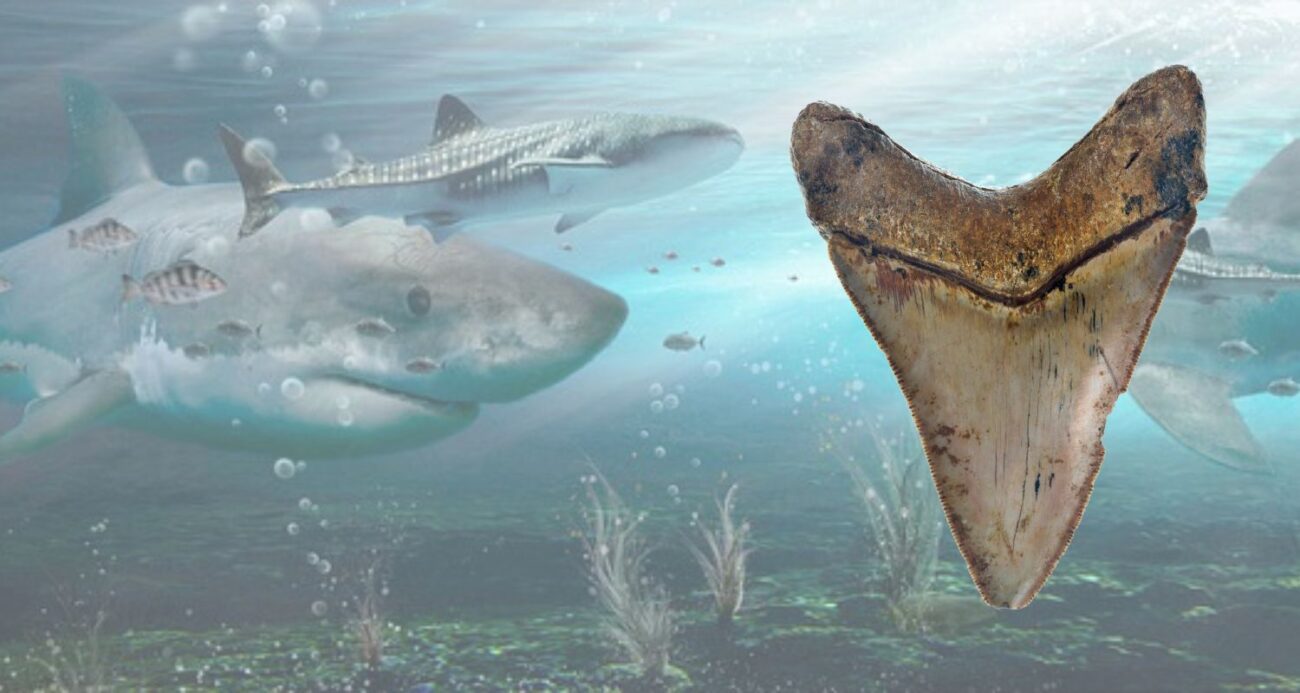 Кислая угроза. Акулы рискуют лишиться главного инструмента охоты