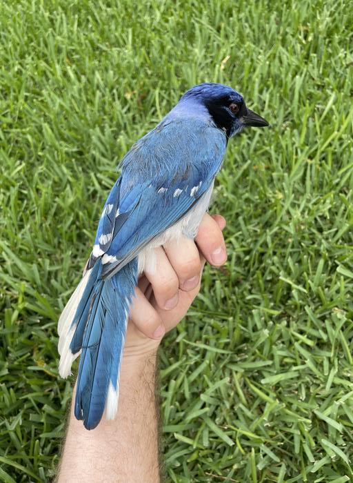 Неожиданное свидание в Техасе. Учёные нашли уникального гибрида