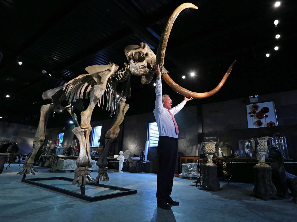 Самый большой предок мамонта. Его можно будет увидеть своими глазами