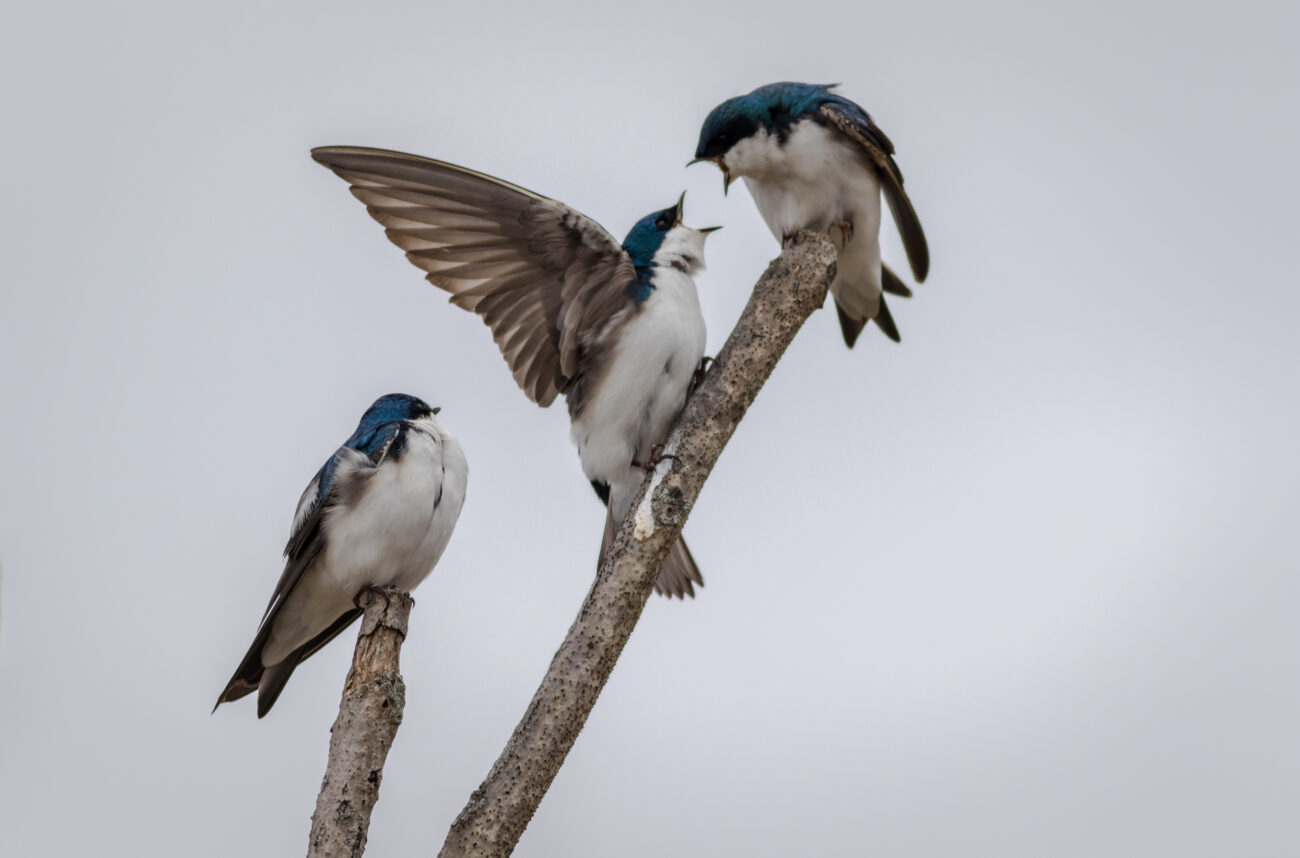 Чем заняться в выходные: куда отправиться за пернатыми открытиями