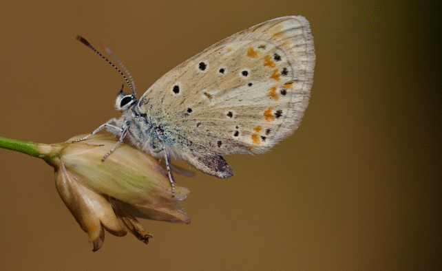 Парадоксы эволюции: названо существо с рекордным количеством хромосом. Это может помочь в лечении рака