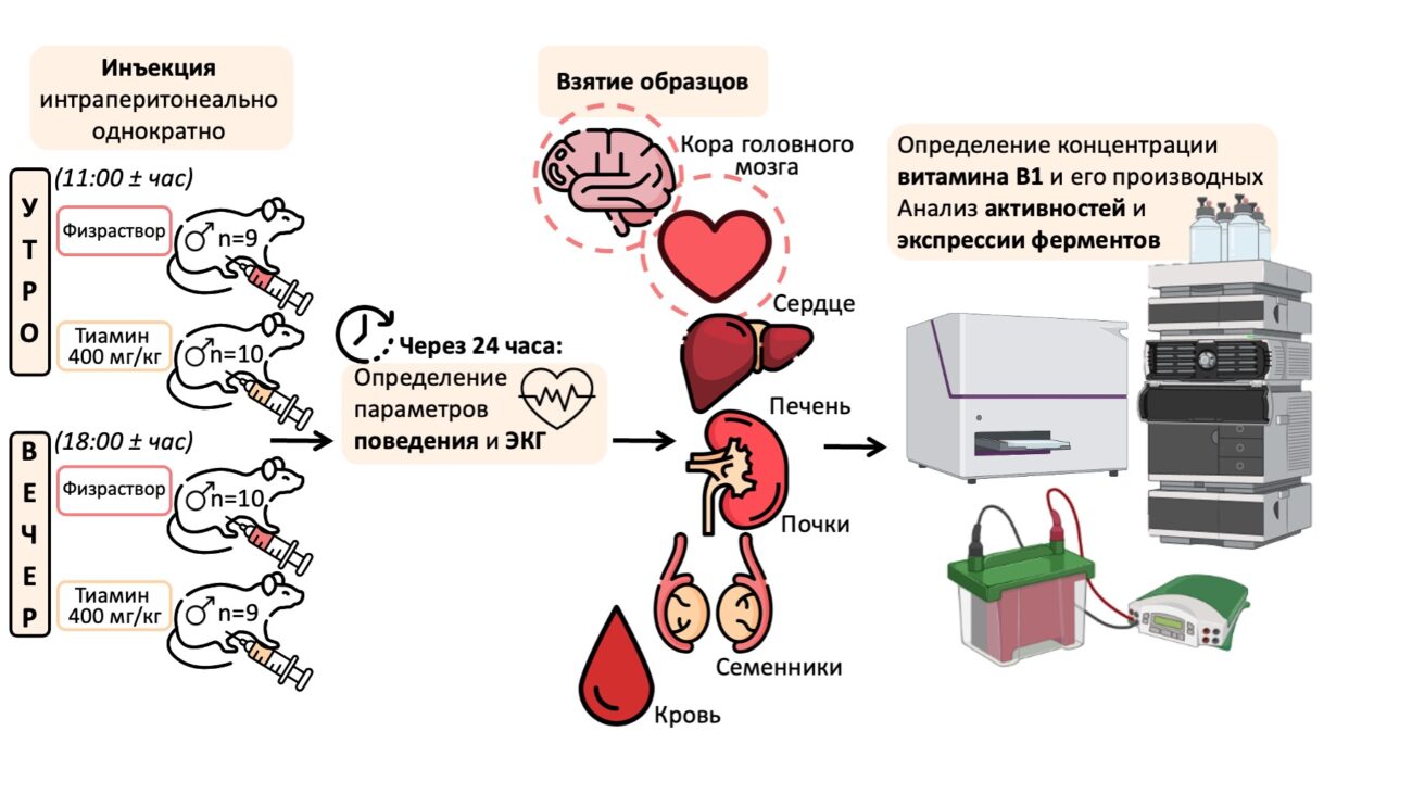 Суточные ритмы повлияли на эффективность усвоения витамина B1 в организме крыс