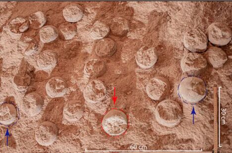 Из эпохи позднего мела. Впервые ученые назвали точный геологический возраст яиц динозавров