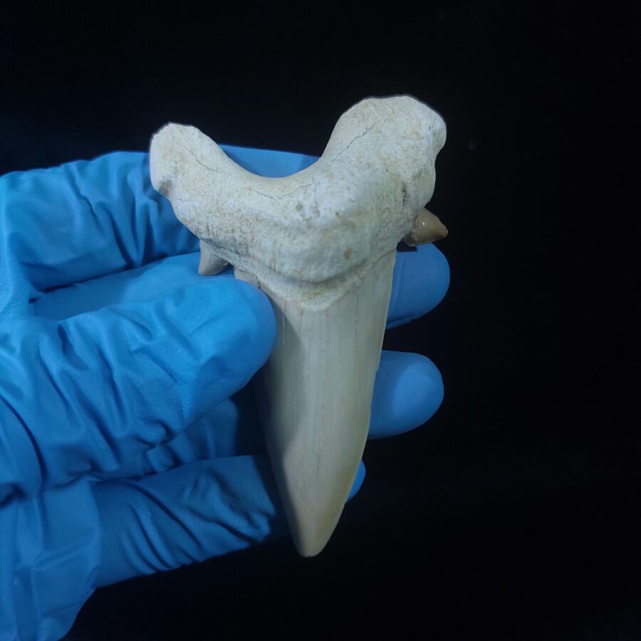 Палеонтологическая сенсация на Урале. Зуб кита перевернул научные представления.