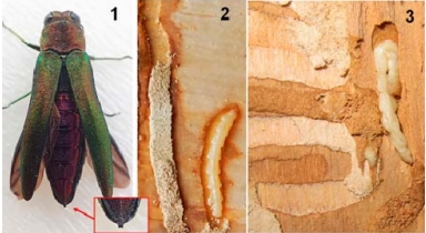 Опасный вредитель. Ясеневая изумрудная узкотелая златка преодолела границу и вторглась в Беларусь