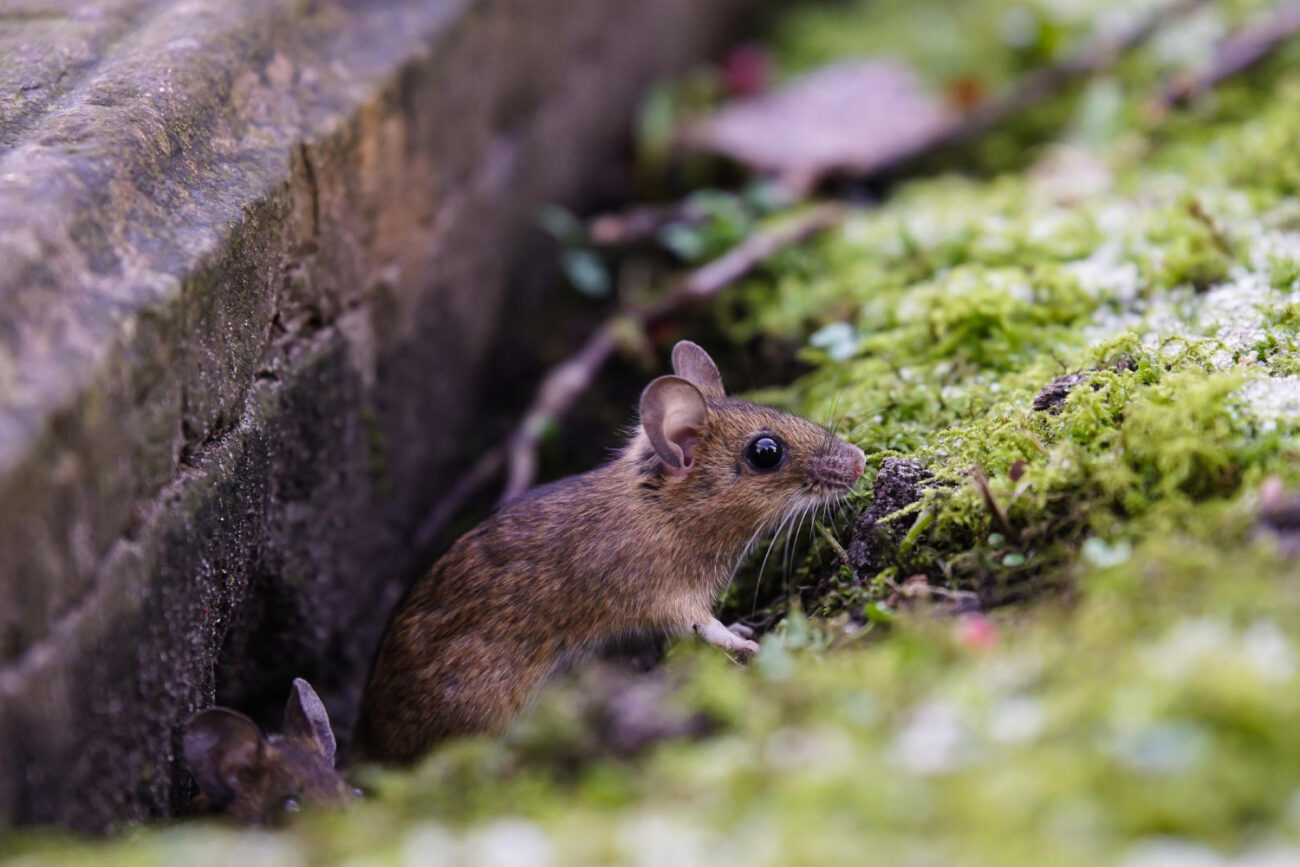 Обманчивая простота: почему ученые не могут точно посчитать мышей