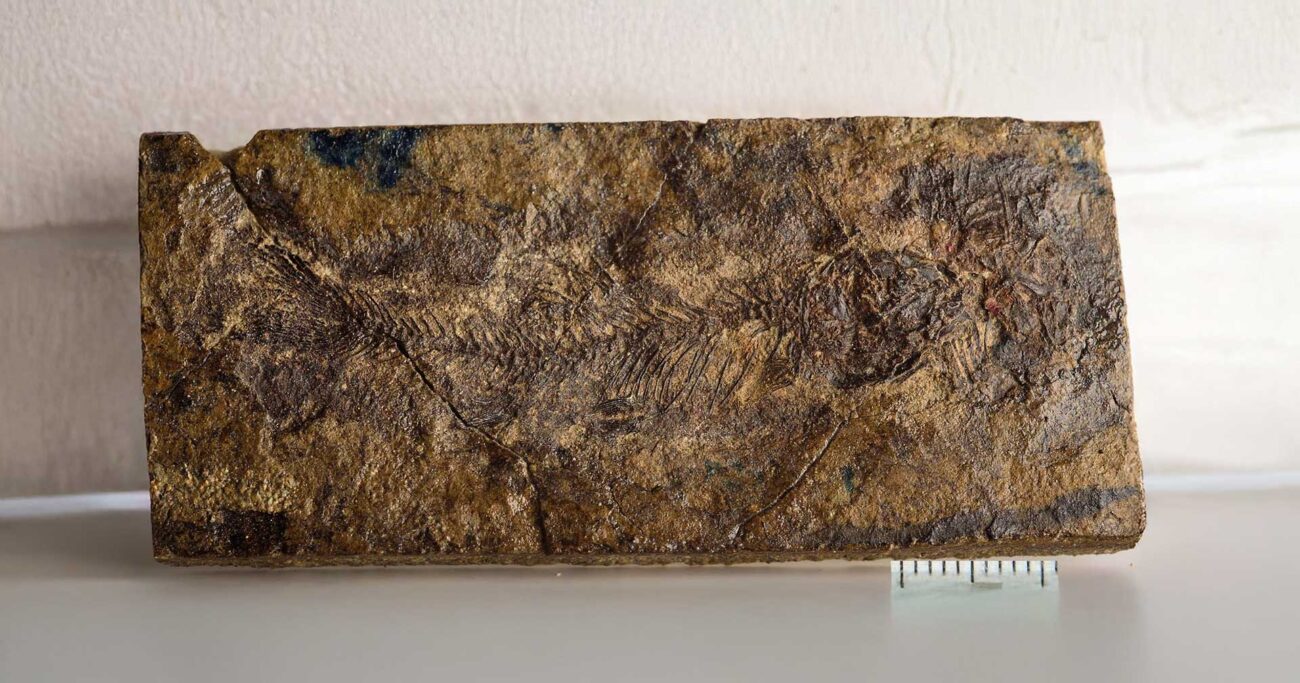 4 сантиметра, которые изменили науку. Рыбка, пережившая тираннозавра