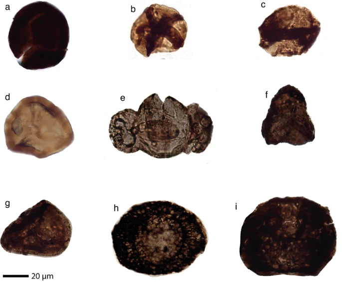 Жизнь в экстремальных условиях. О чем рассказали ученым ископаемые остатки в Альпах?