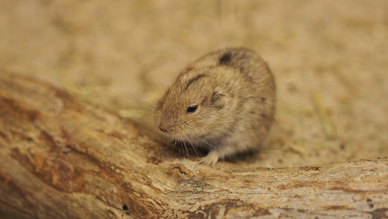 Наследие матери: как гибридные самки подарили ученым генетическую сенсацию