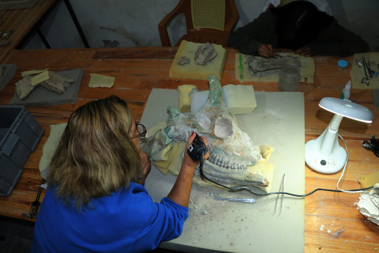 Возраст 9 млн лет. Почти идеально сохранившийся череп жирафа обнаружен в Турции