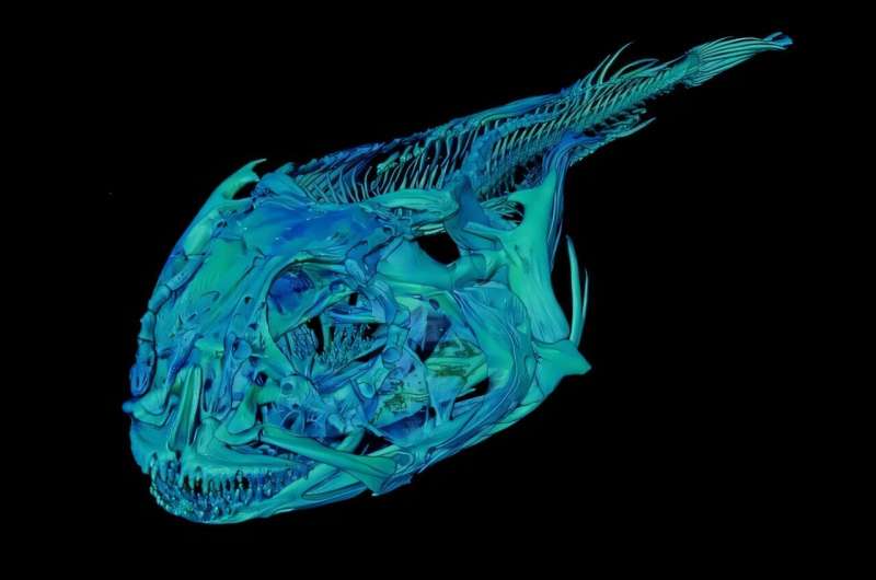 Секреты выживания. В ходе эволюции ледяная рыба изменила структуру своего черепа