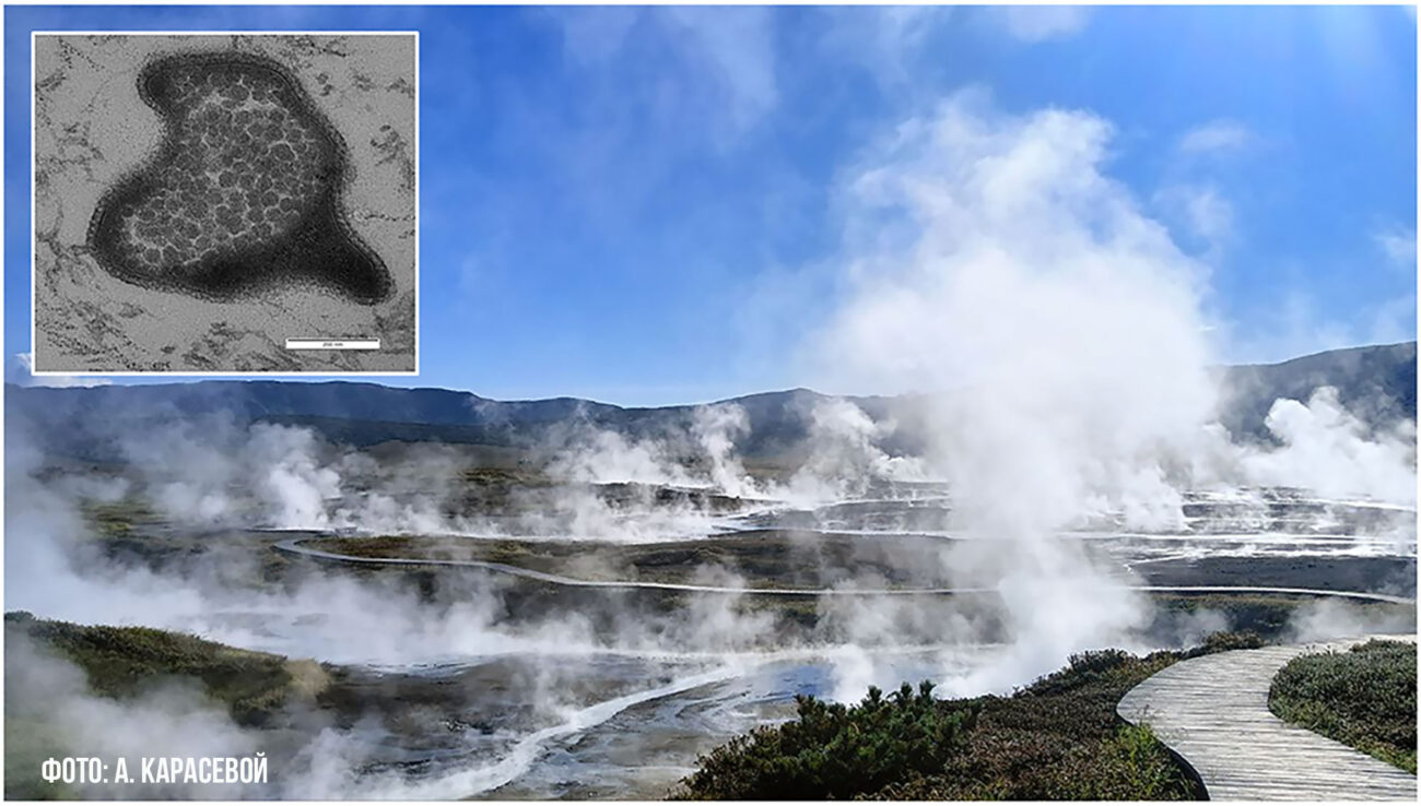Из горячих источников. Ученые РАН обнаружили новые микроорганизмы, способные жить в экстремальных условиях