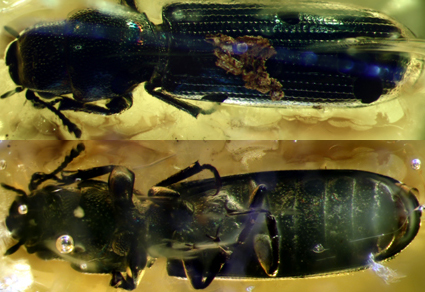 Ученые описали уникального жука возрастом около 37 млн лет. Его современные «родственники» — хищники