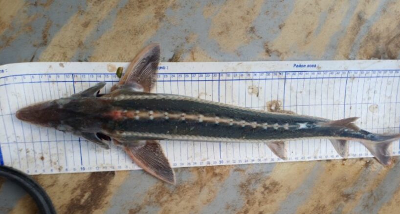 Уникальная находка. В России обнаружена рыба, считавшаяся вымершей на протяжении 70 лет