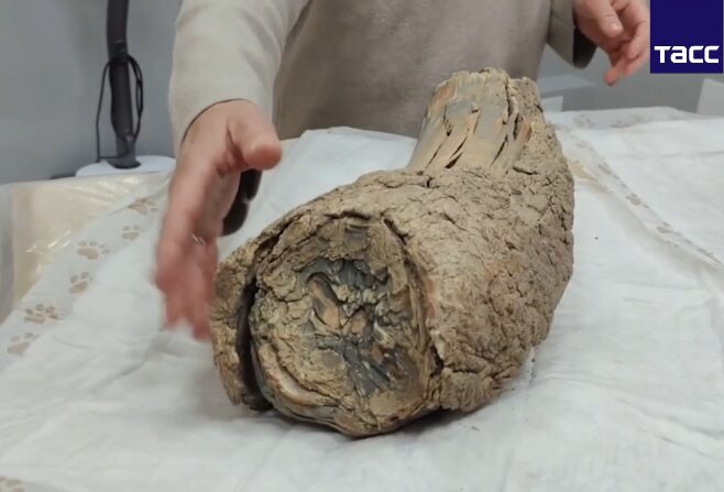 Впервые в России. Компьютерную томографию бивней мамонта проводят новосибирские ученые