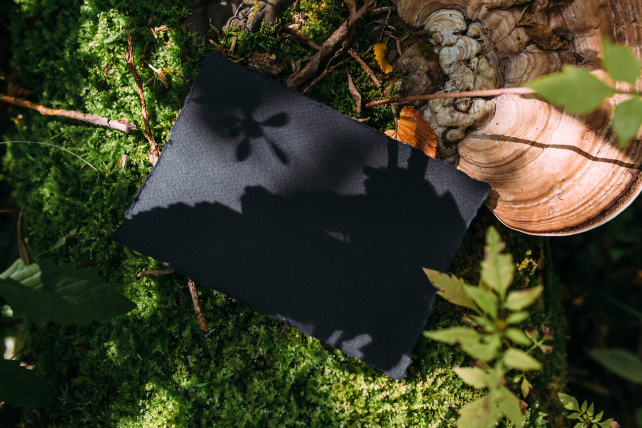 Черная книга природы. Что скрывают растения, пришедшие из других стран.