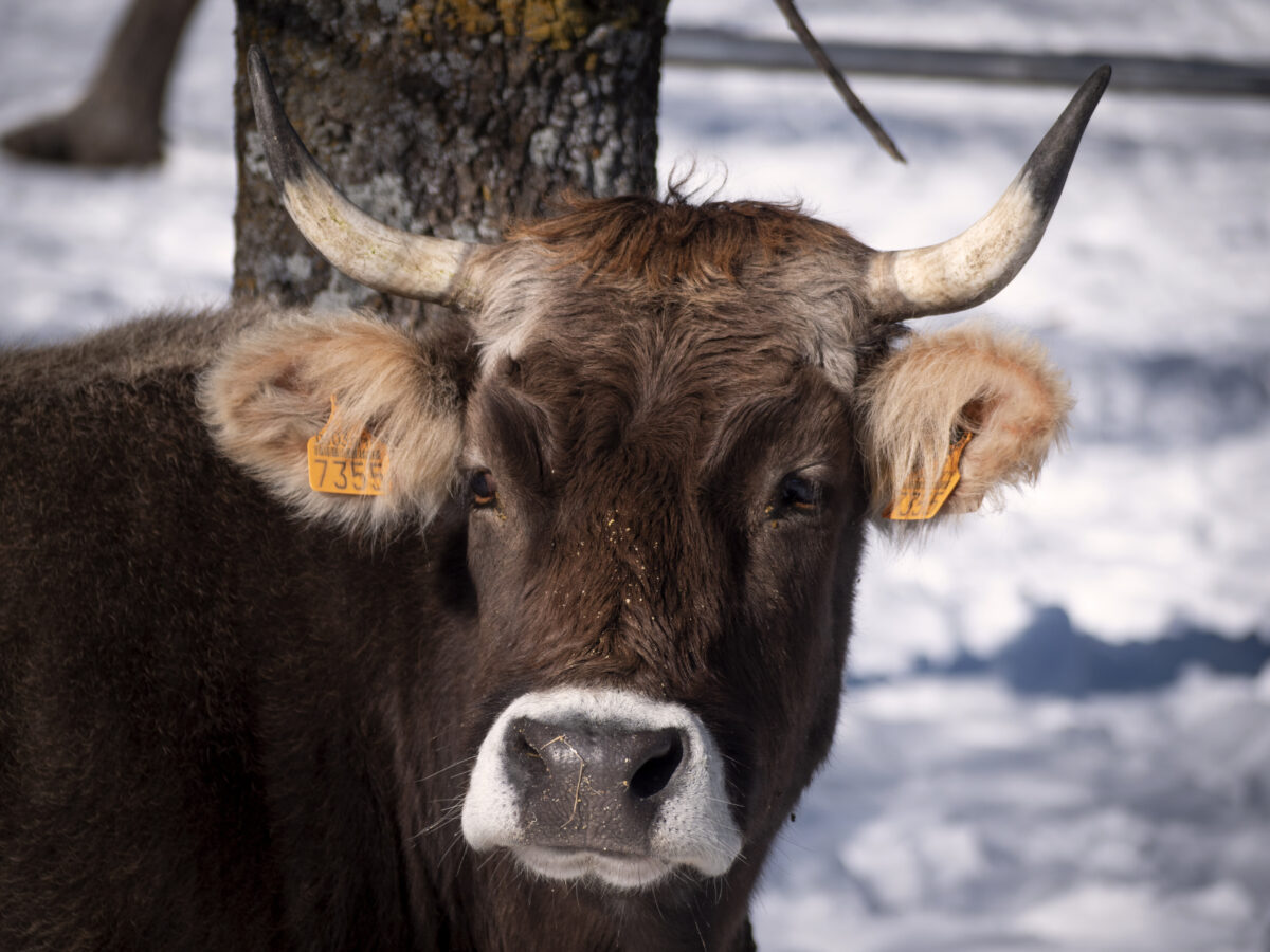 Грибной щит для сперматозоидов: полисахариды спасают генетический материал быков