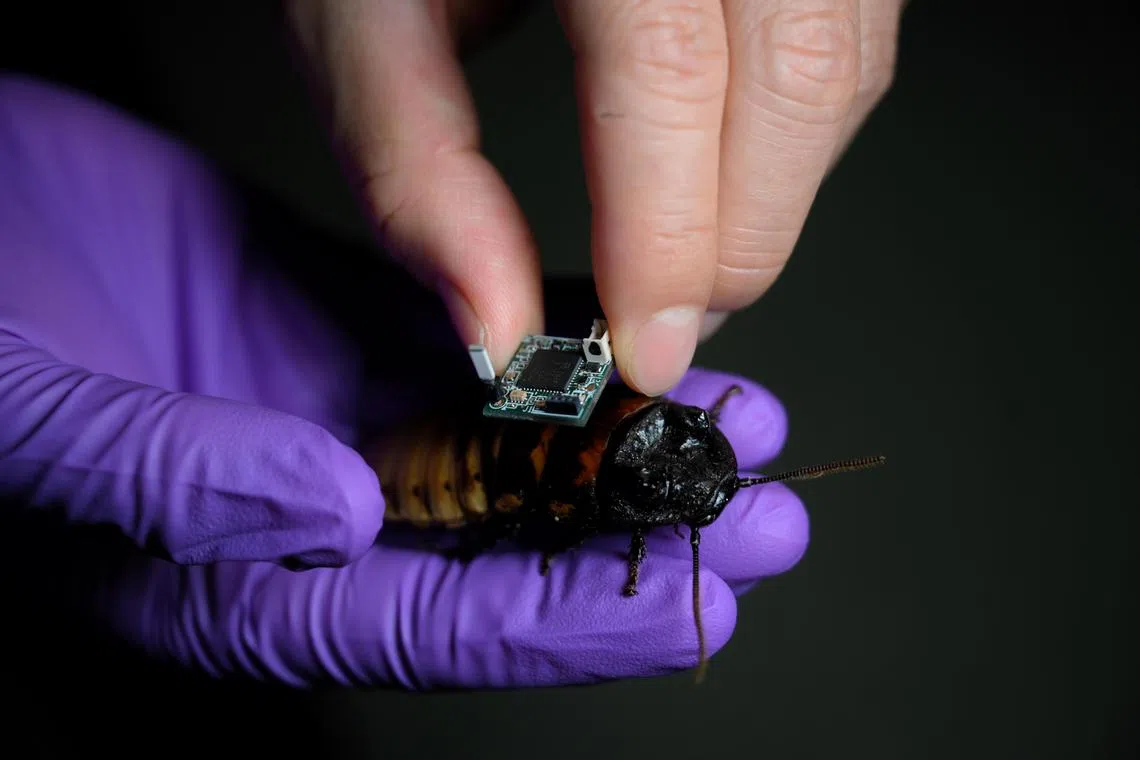 Таракан стал киборгом. Но его никто не мучил.